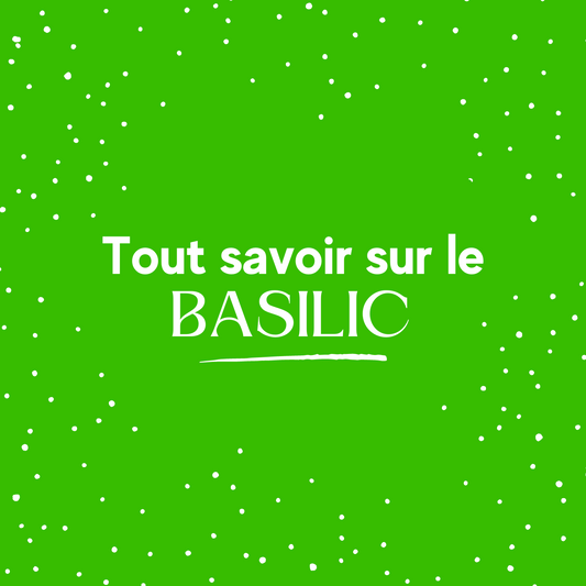 ebook sur le basilic avec des recettes, des astuces de cuisine en PDF