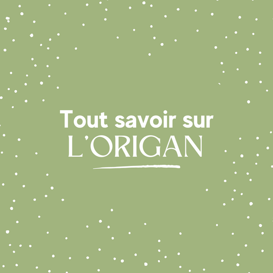 Tout savoir sur l'Origan